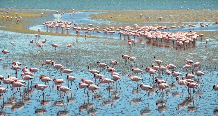 Groupe de flamants roses dans l'eau peu profonde.
