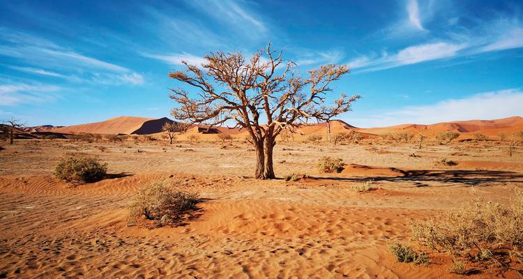 Arbre solitaire dans un paysage désertique.