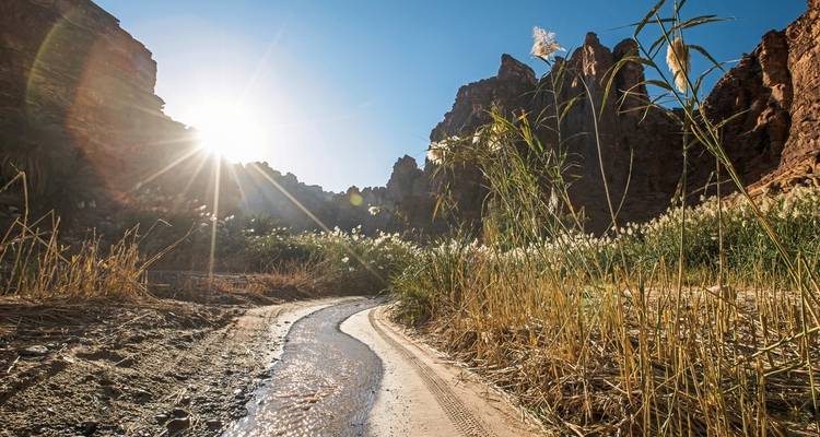 A sunlit desert path lined with greenery and cliffs.