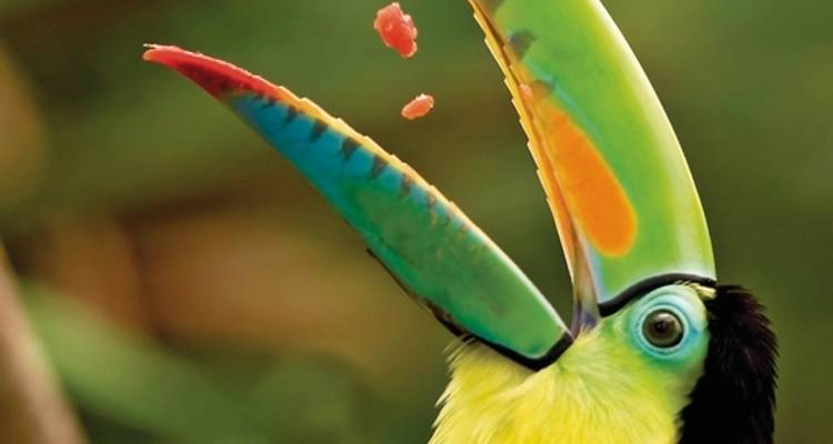 Panama & Costa Rica : entre palmiers et volcans - DERTOUR 5