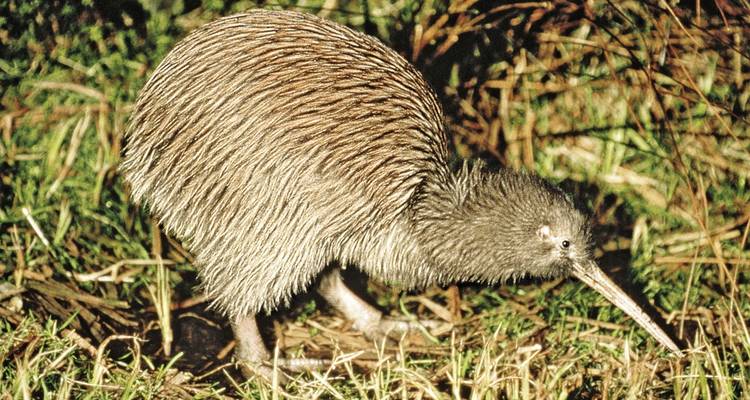 Oiseau kiwi marchant sur l'herbe dans un environnement naturel.
