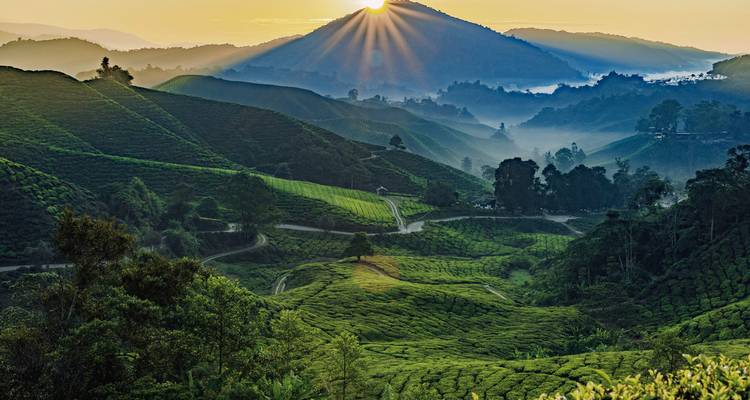 A scenic view of lush green tea plantations with a sunrise over the mountains.