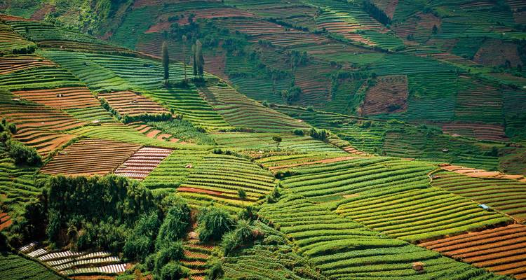 Terrassenfelder in verschiedenen Grün- und Brauntönen.