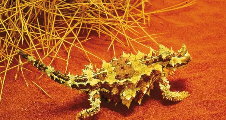 Dornteufel-Echse auf dem roten Sand neben trockenem Gras.