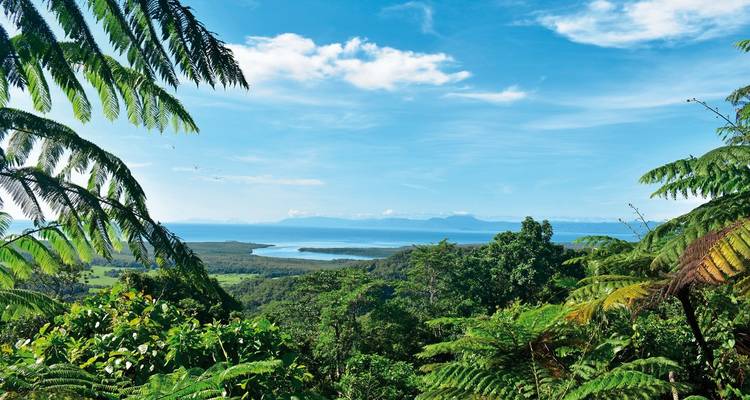 View of a lush forest leading to the ocean, with palm trees in the foreground.