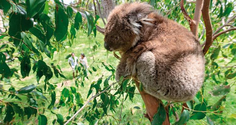 Koala dans un arbre avec des gens qui marchent en arrière-plan.