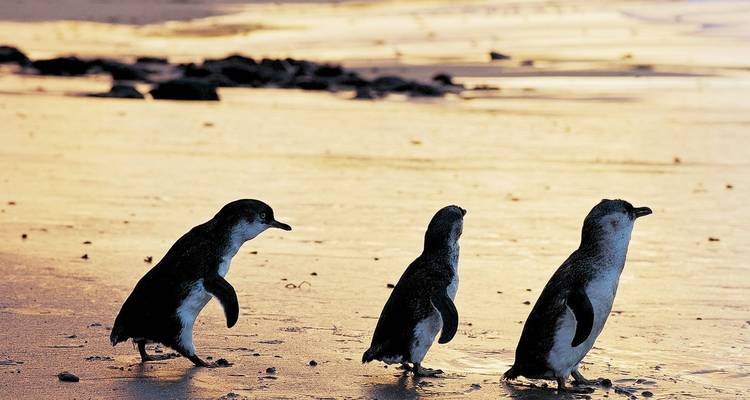 Tres pingüinos caminando en una playa de arena al atardecer.