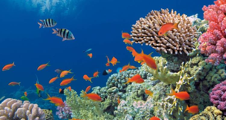 Arrecife de coral vibrante con peces coloridos y vida marina.