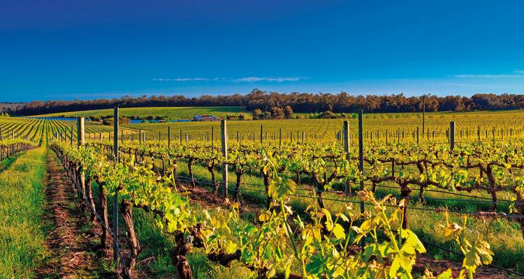Vignoble s'étendant jusqu'à l'horizon