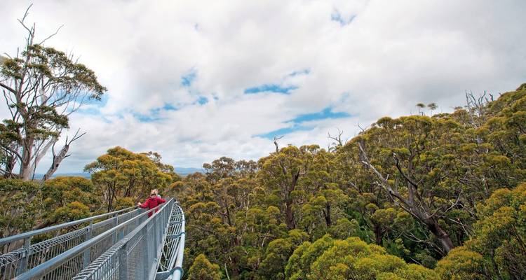Personne sur passerelle dans la cime des arbres avec vue sur la forêt