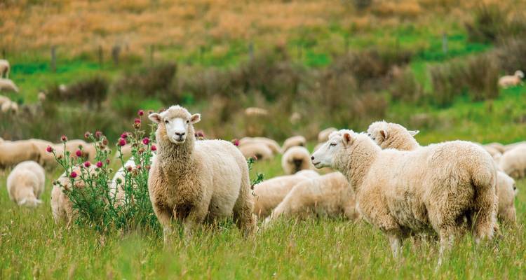 Flock of sheep grazing in a field.