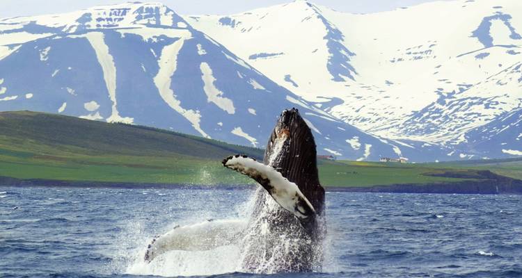 Baleine jaillissant de l'océan avec des montagnes enneigées en arrière-plan.