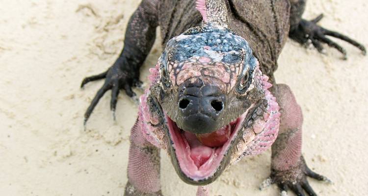 Close-up van een leguaan op zandige grond.