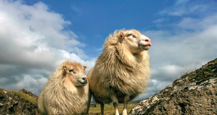 Deux moutons debout sur un terrain rocheux