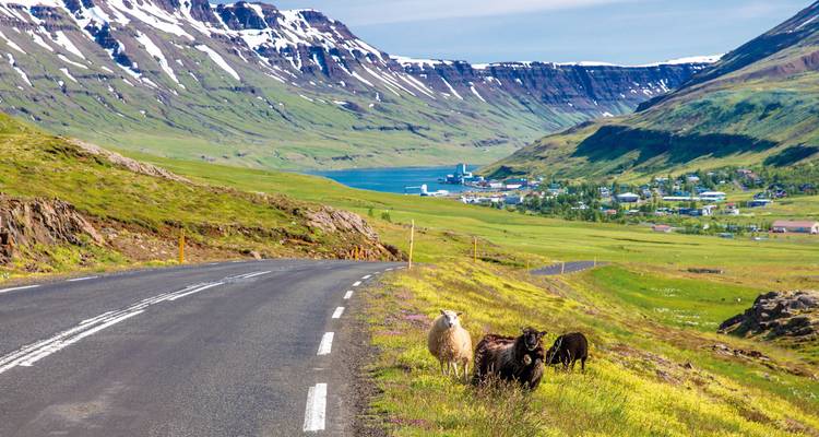 Schafe, die in der Nähe einer Straße mit Bergen grasen