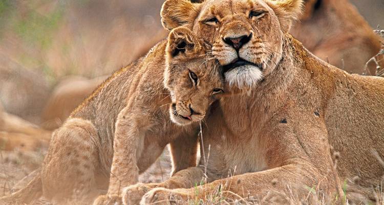 Lioness and cub sharing a tender moment.