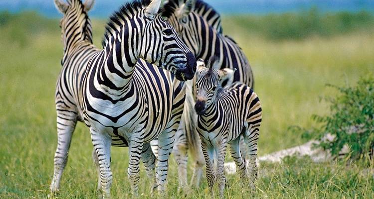 South Africa to stay (Cape Town-Johannesburg) - DERTOUR 5