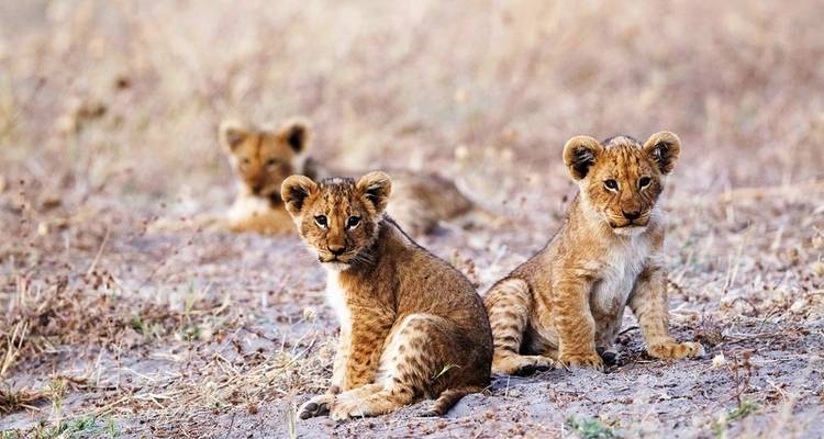 The heartbeat of Africa (6 nights from Kasane) - DERTOUR 5