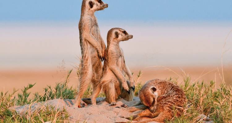 Groupe de suricates debout sur un monticule dans le désert.