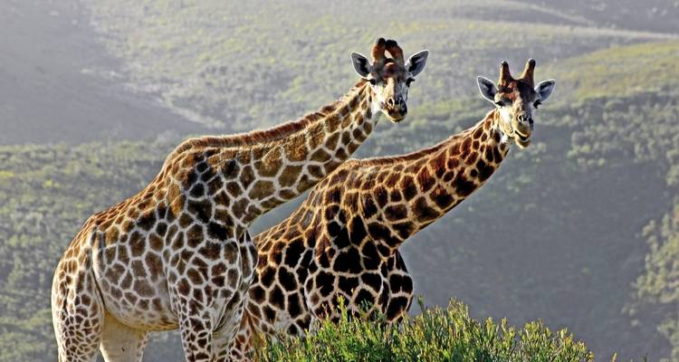 Le meilleur de l'Afrique du Sud de Johannesburg au Cap - DERTOUR 7