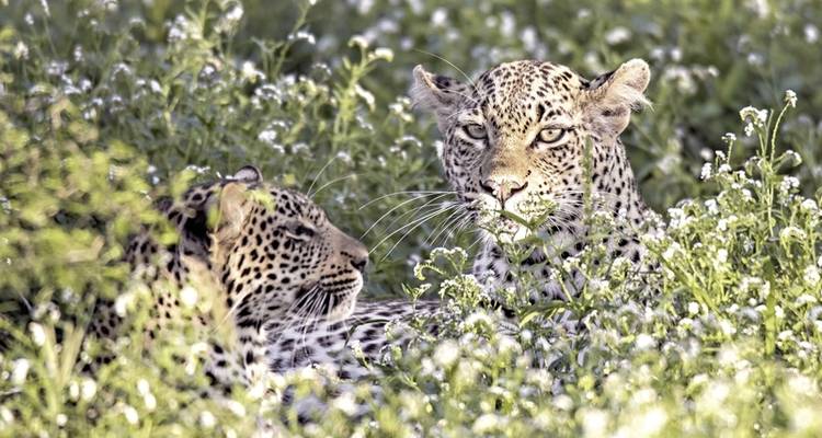 Best of South Africa from Johannesburg to Cape Town - DERTOUR 2