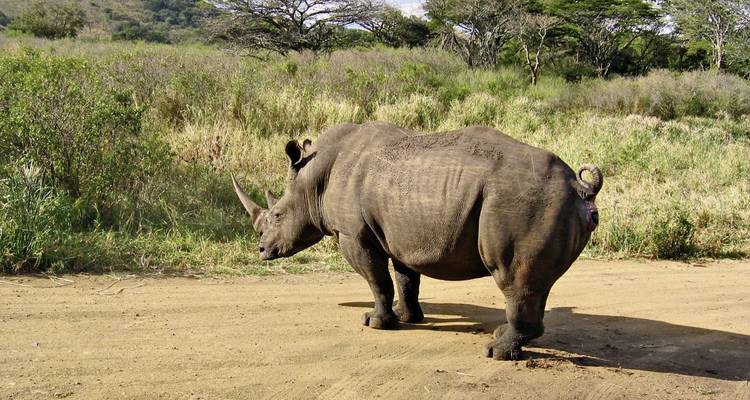 Rhinocéros debout sur un sentier de terre dans une zone herbeuse.