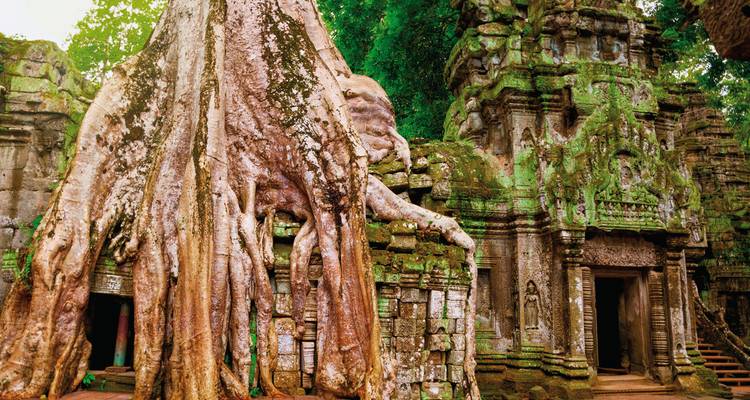 Oude tempelruïnes met grote boomwortels.