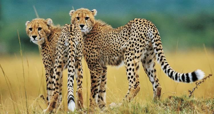 Visite guidée en Afrique du Sud - Voyage en petit groupe - DERTOUR 10