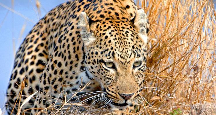 Leopard crouching low in dry grassland.