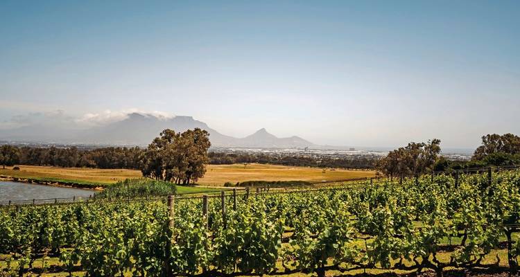 Vineyards with a backdrop of Table Mountain in the distance.