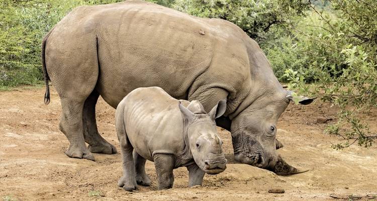 Flying visit to South Africa - Private tour - DERTOUR 6