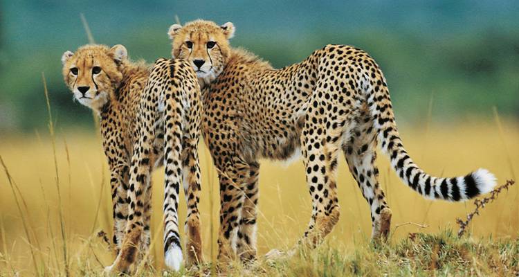 Two cheetahs standing facing opposite directions in the grassland.