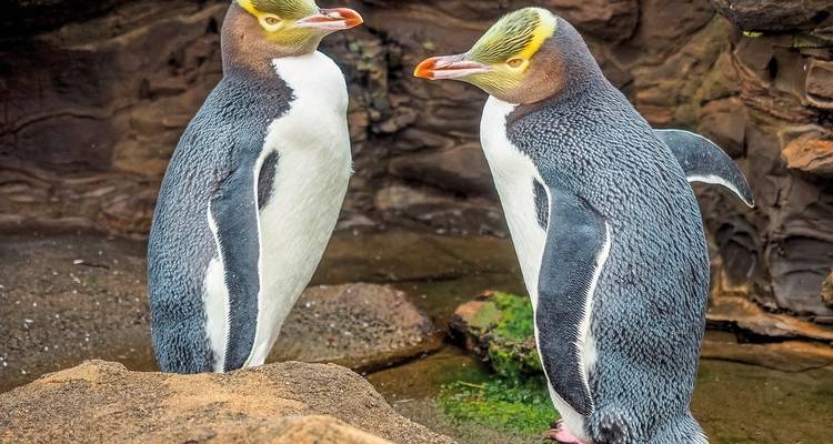 Zwei gelbäugige Pinguine stehen auf felsigem Gelände.