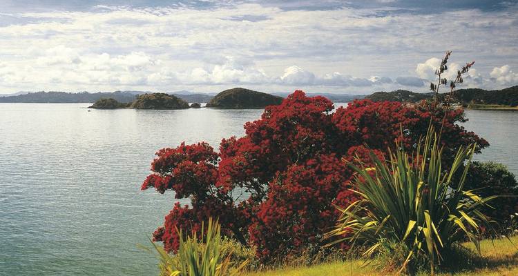 Küstenszene mit ruhigem blauem Wasser, kleinen Inseln und einem leuchtend roten blühenden Pohutukawa-Baum.