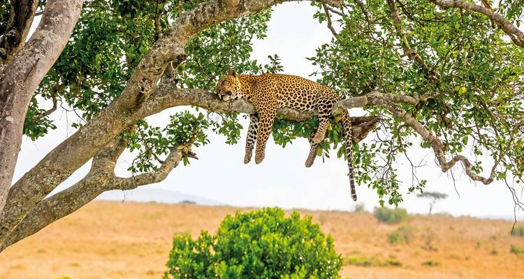 Ein Leopard, der auf einem Ast in einer Savannenlandschaft ruht.
