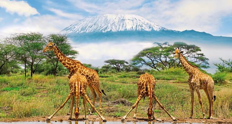 Giraffen trinken an einem Wasserloch mit dem Kilimandscharo im Hintergrund.