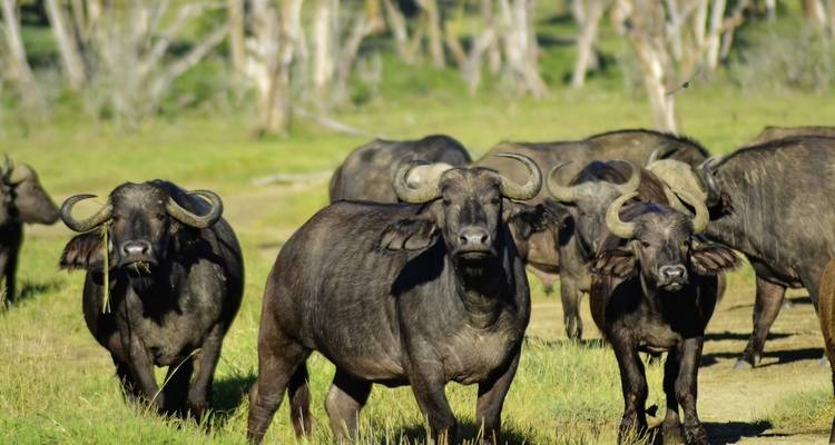 Aventura Kenia (viaje privado) - DERTOUR 4