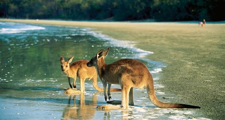Costa Este por tu cuenta (Brisbane - Cairns, 12 noches) - DERTOUR 4