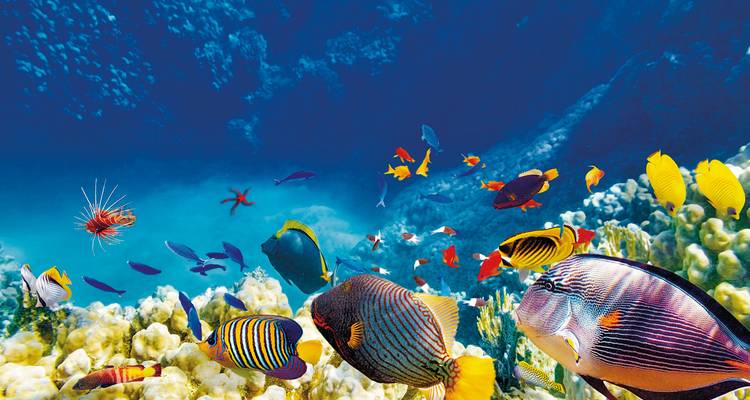 East Coast on your own (Brisbane - Cairns, 12 nights) - DERTOUR 10