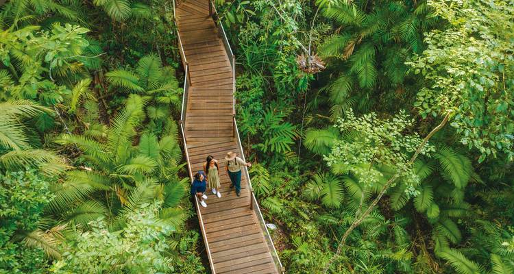 Des gens qui marchent sur une passerelle en bois à travers une forêt tropicale.