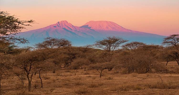 Le mont Kilimandjaro au coucher du soleil avec des acacias au premier plan.