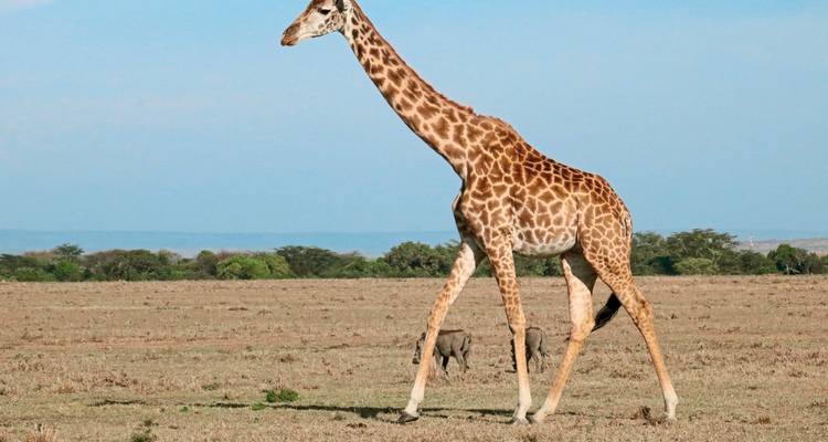 Giraffe die over een open savanne loopt.