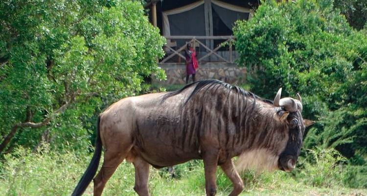 Gnu, das in der Nähe einer Lodge mit einer Person auf der Veranda spaziert