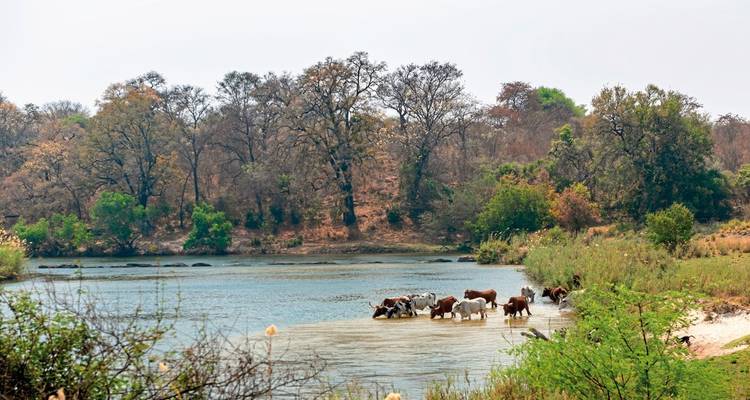 Cows drinking from a river in a rural landscape.