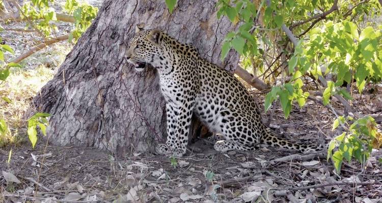 Drifters - Botswana Explorer Maun-Victoria Falls - DERTOUR 8
