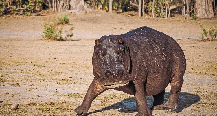 Gros plan d'un hippopotame marchant sur la terre ferme.