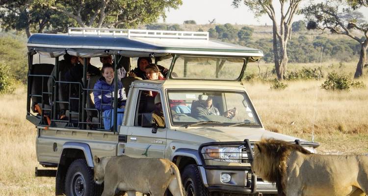 Véhicule de safari avec des touristes observant un lion à proximité.
