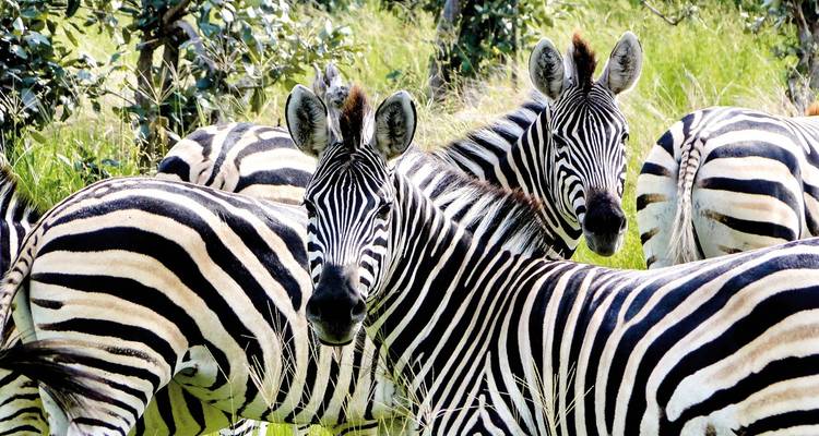 Groupe de zèbres se tenant dans un champ herbeux.