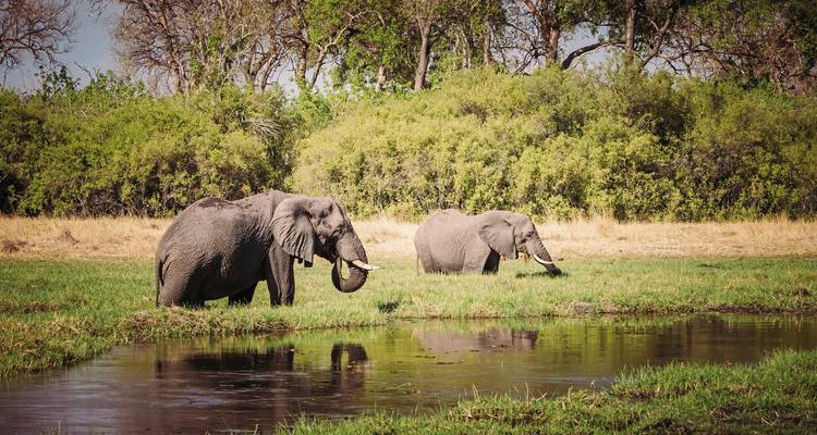 Des éléphants broutant près d'un cours d'eau.