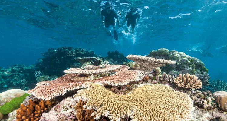 Twee snorkelaars die duiken bij kleurrijke koraalriffen in een levendige onderwaterscène.